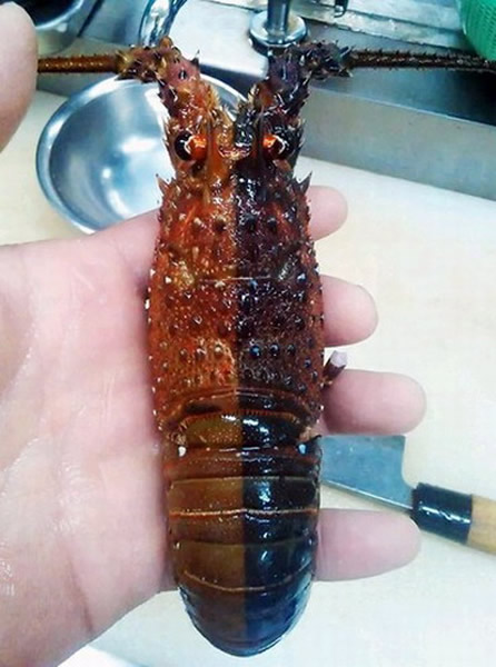 日本三重县鸟羽市答志岛出现一只雌雄同体的龙虾