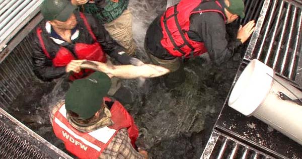 美国公司发明“三文鱼鱼炮”将三文鱼运至孵化场