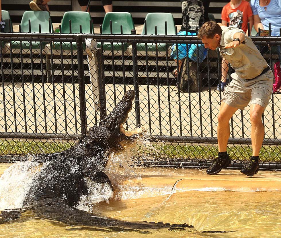 曼宁正展示在喂食鳄鱼时需要保持多远距离