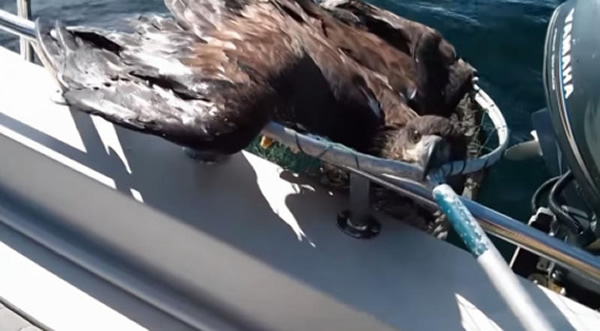 ���ô�����Ӻ��Ͼ���һֻͺӥ