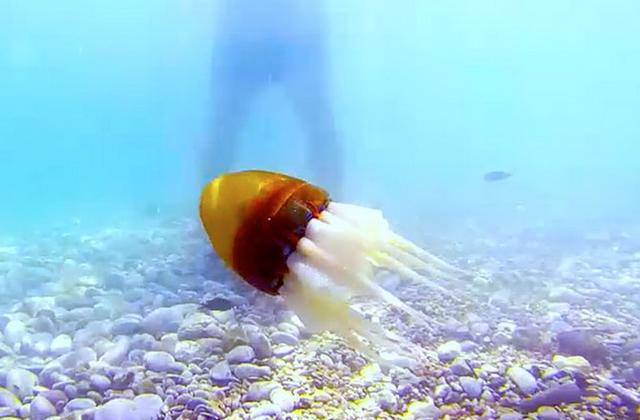 科学家最新研制一种带有蹼状结构的章鱼机器人,可显著提升游动速度,每秒游动180毫米