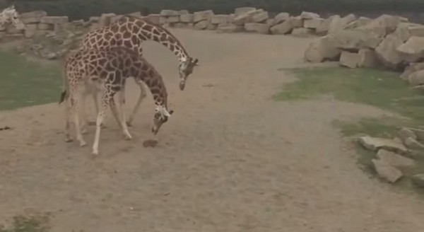 �����������ֶ���԰����¹���ø���Ȥ