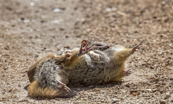 美国摄影师Christine Haines意外拍下黄鼠狼与哥伦比亚地松鼠打斗的瞬间。