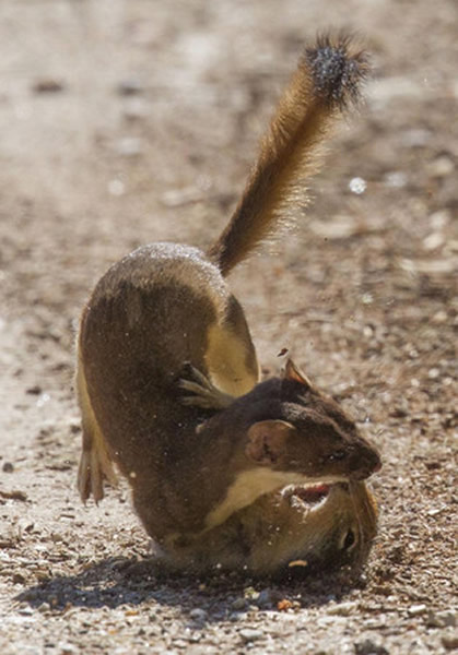 美国摄影师Christine Haines意外拍下黄鼠狼与哥伦比亚地松鼠打斗的瞬间。
