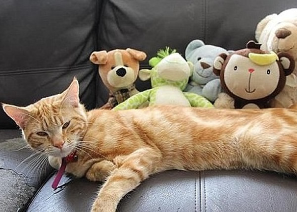 猫猫穆法萨(前)午夜熘出门,将身后的毛公仔偷回家。