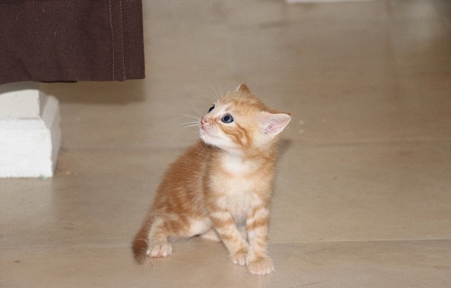 穆法萨一脸可爱无辜的模样,讵料深夜却化身“玩具大盗”。