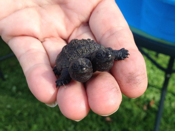 ������������ذ�˫ͷ����ؼ�