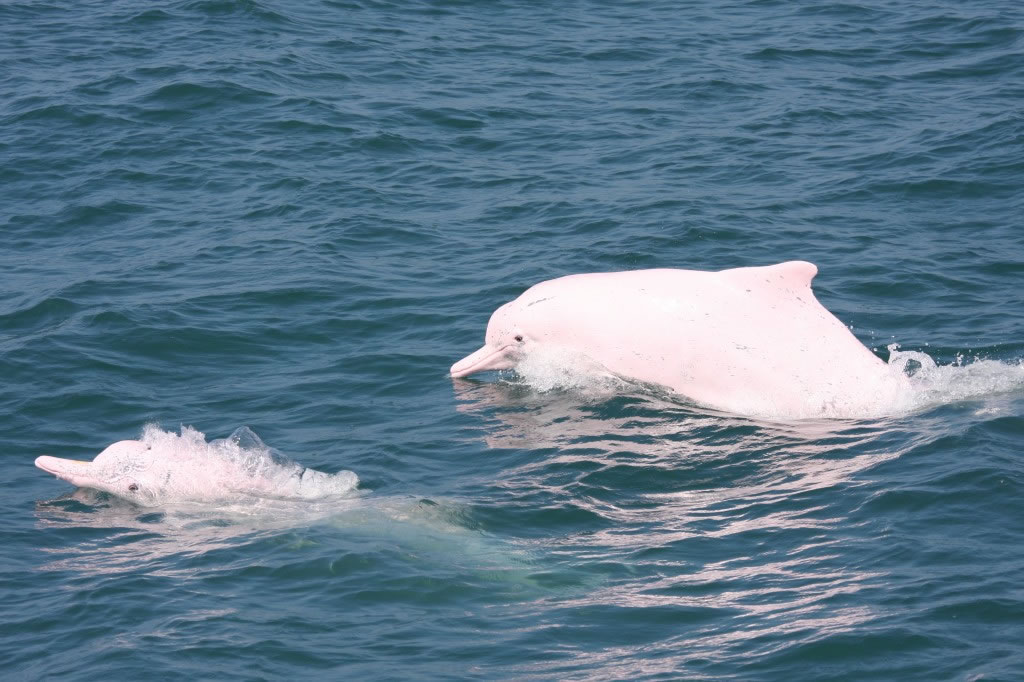 Popper(右)正与伙伴在海上自在悠游,2009年在台中海域拍摄。照片:台大鲸豚实验室提供,林思莹摄影。