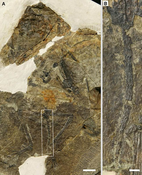蛙嘴翼龙化石(A)及尾部放大(B),比例尺为10 mm和2 mm (蒋顺兴供图)