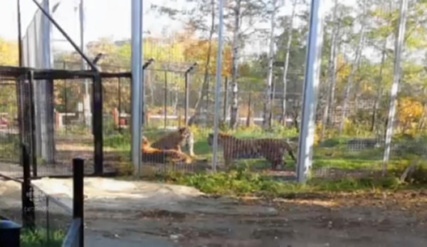 加拿大动物园3只老虎“死亡搏斗”吓坏高中生