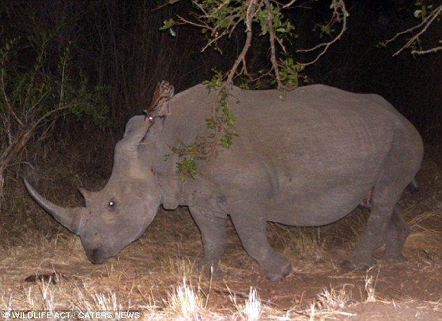 ���������׽���Ϸ�Ұ����è��Ϭţ���ϴ�˳�糵