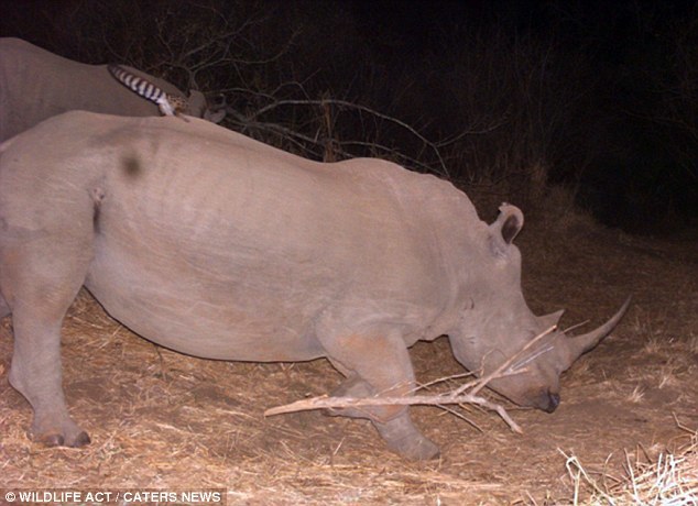 ���������׽���Ϸ�Ұ����è��Ϭţ���ϴ�˳�糵