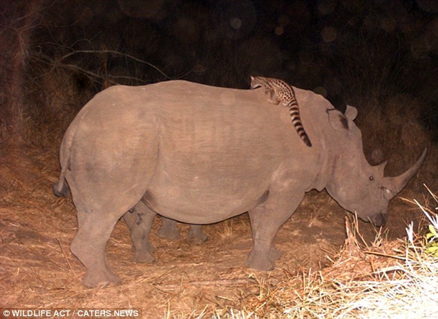 ���������׽���Ϸ�Ұ����è��Ϭţ���ϴ�˳�糵