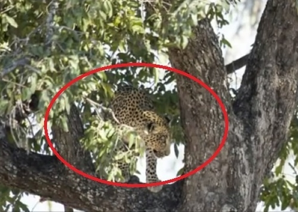 花豹在树上虎视耽耽