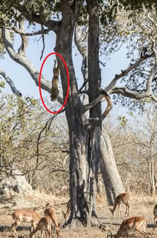 花豹从树上一跃而下