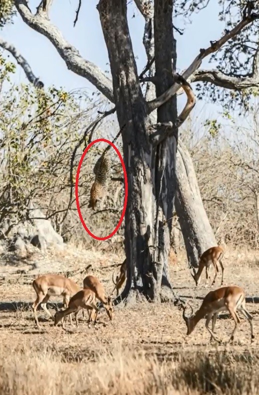 树下的羚羊对花豹来袭懵然不知