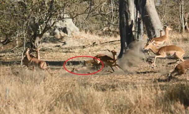 一众羚羊四散窜逃,花豹最终擒住其中一头。
