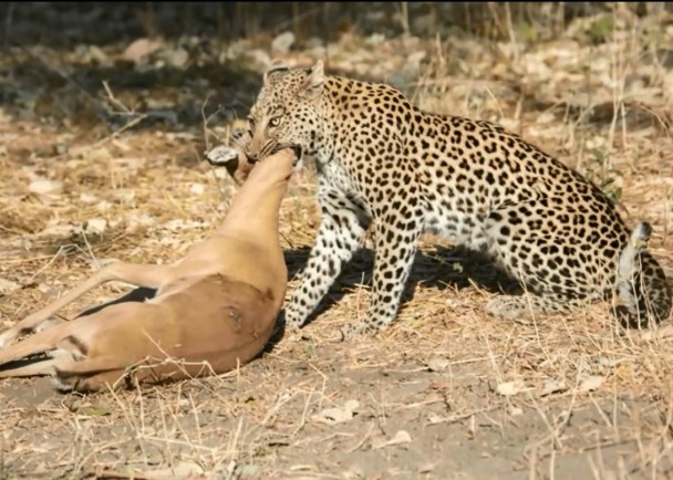 花豹张口噬住羚羊颈项,将之置于死地。