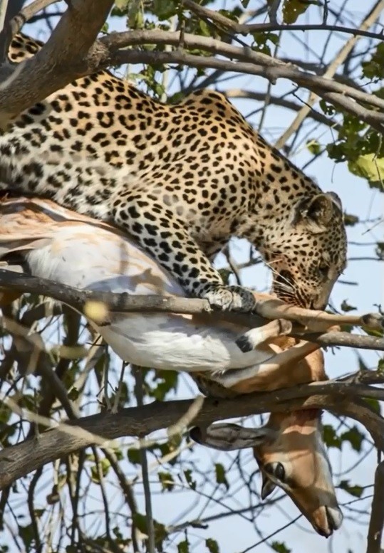花豹将吃不完的羚羊尸拖上树上,留着慢慢享用。
