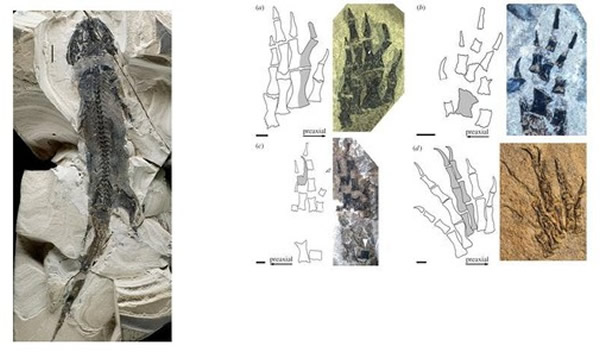 德国3亿年前化石发现肢体再生的最早证据