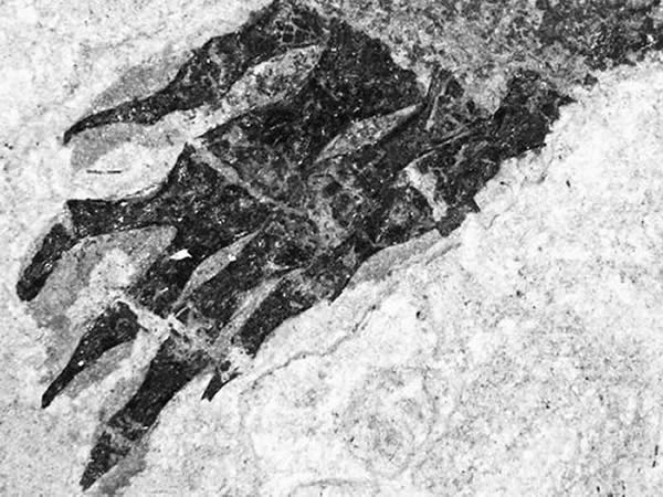 德国3亿年前化石发现肢体再生的最早证据