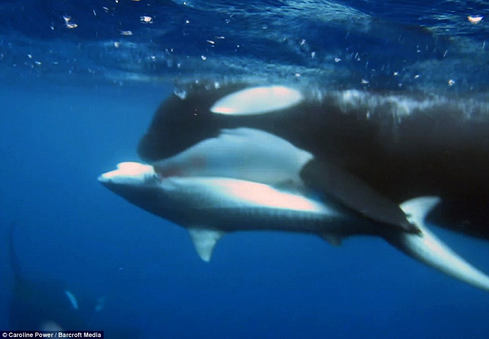 海洋生物学家拍摄到杀人鲸围猎鲨鱼的影片