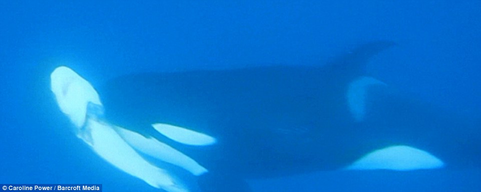 海洋生物学家拍摄到杀人鲸围猎鲨鱼的影片