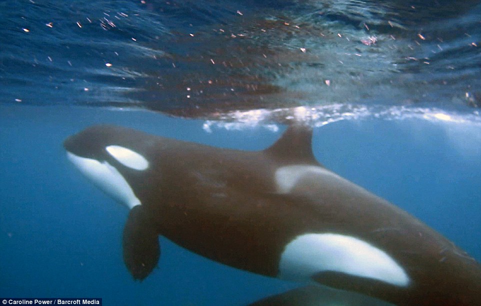 海洋生物学家拍摄到杀人鲸围猎鲨鱼的影片