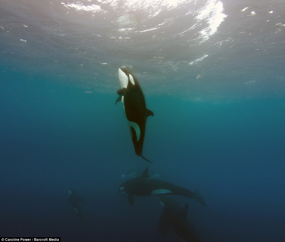 海洋生物学家拍摄到杀人鲸围猎鲨鱼的影片