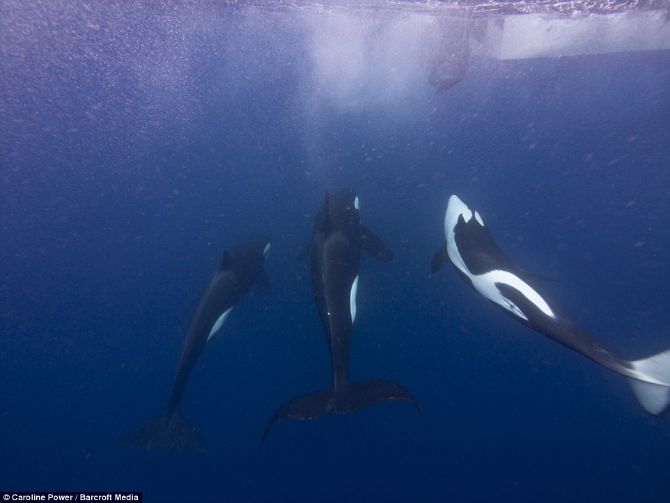 海洋生物学家拍摄到杀人鲸围猎鲨鱼的影片