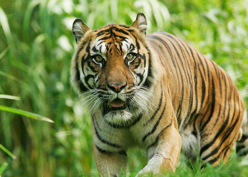 WWFָҰ40룬ϻһֱΣ