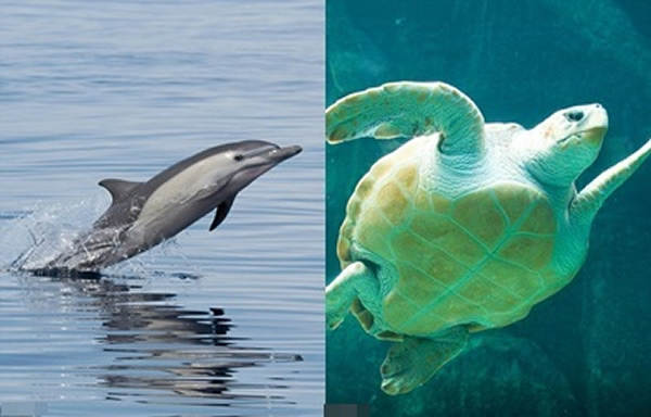 ද⣬Ǻ()Ƥ()಻ϼ١