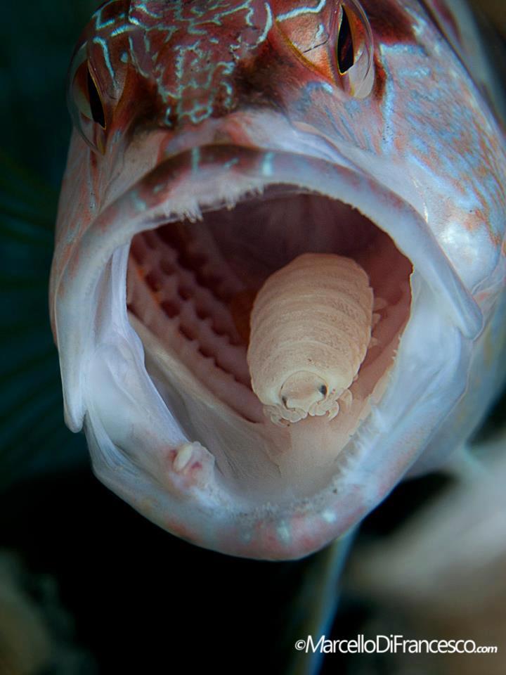 纹首鮨鱼嘴中的寄生虫“缩头鱼虱”