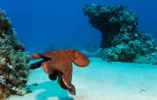 研究人员的创作灵感来自章鱼在水中快速游动的动作