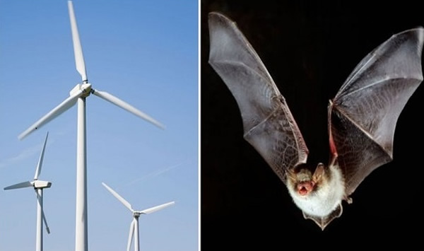 蝙蝠误当风车为可栖息的树,被高速转动的叶片所杀。