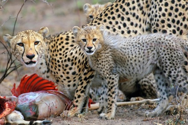 �Ա�������ʨ�ڲ���ʱά����һ������ƽ��