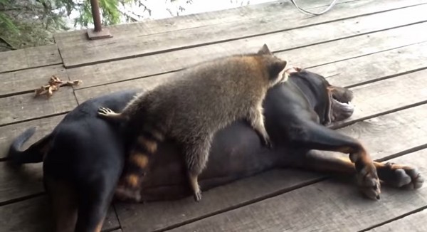 ��ܰѴ�ڹ�ѹ�ڵ�ֻΪ��ſ��������