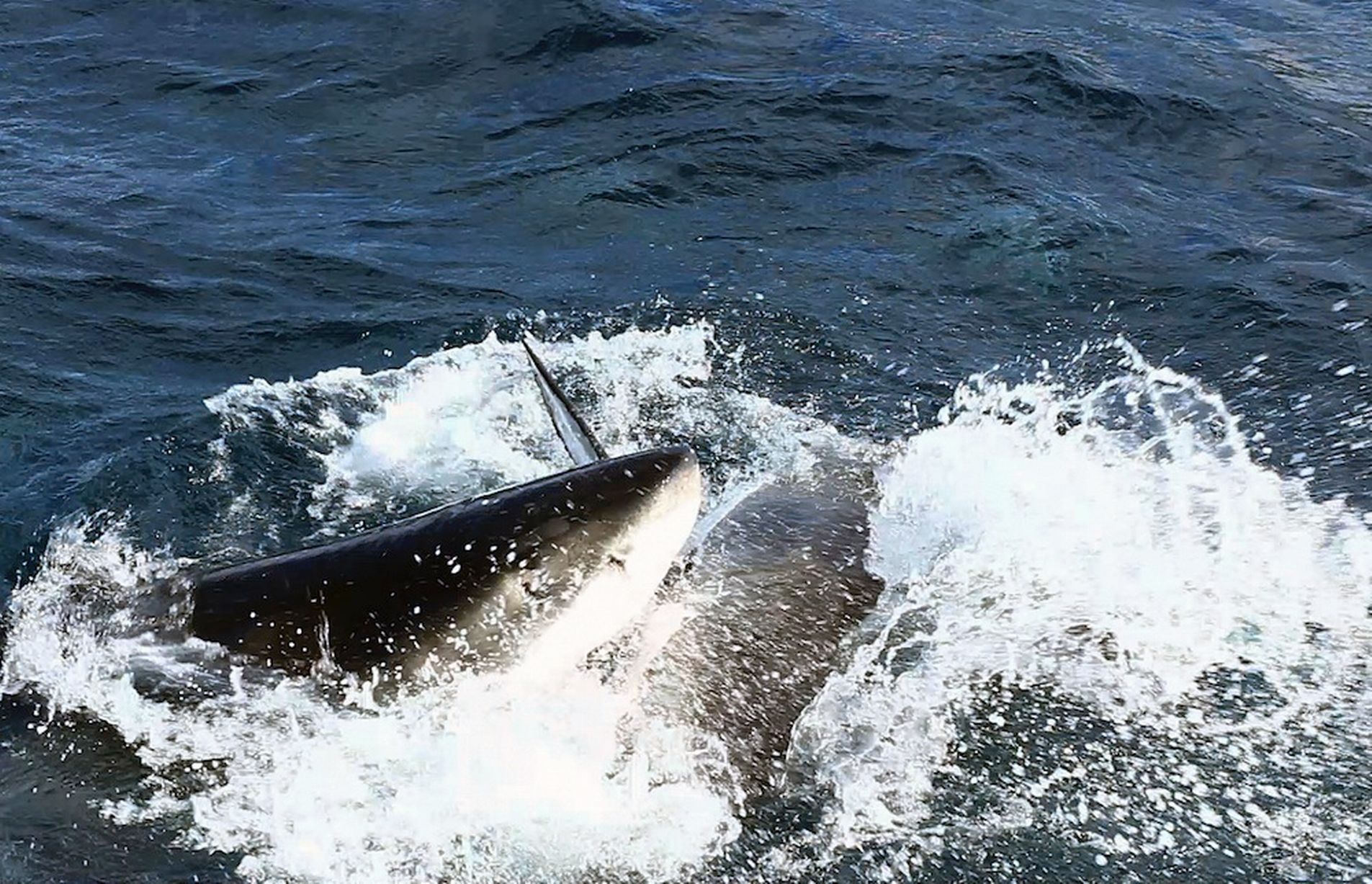 澳大利亚南部海域两只大白鲨为争夺食物互相残杀