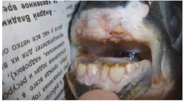 俄罗斯一名渔夫捕到有整排人类牙齿的怖恐怪鱼