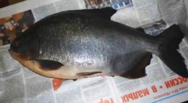 「草食性食人鱼」(herbivorous piranha)