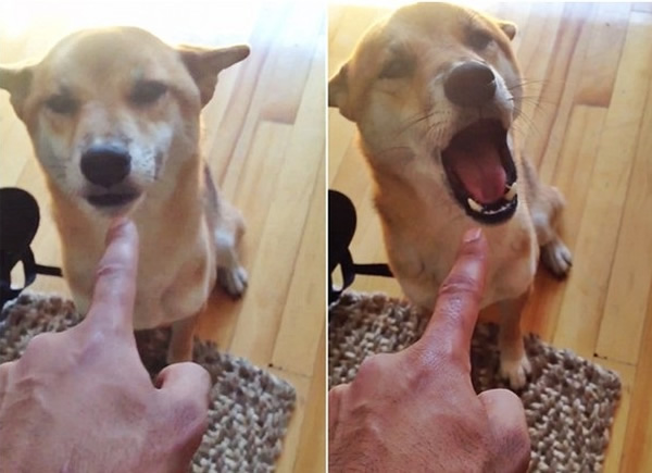 爱子被抓到“偷食”,随即大声悲鸣“NO”。