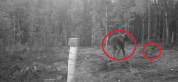 ���ɭ����¹����Ϊ����������2ֻҰ�ǶԿ�