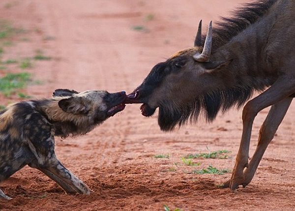 �ϷǱ���������ҰȮ��ţ�����һĻ