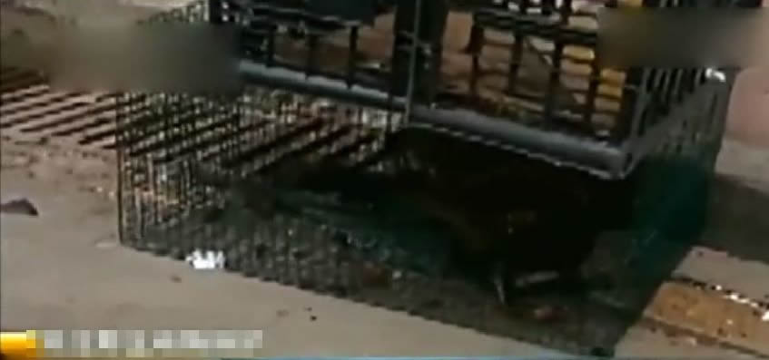 笼子藏有多只野生动物