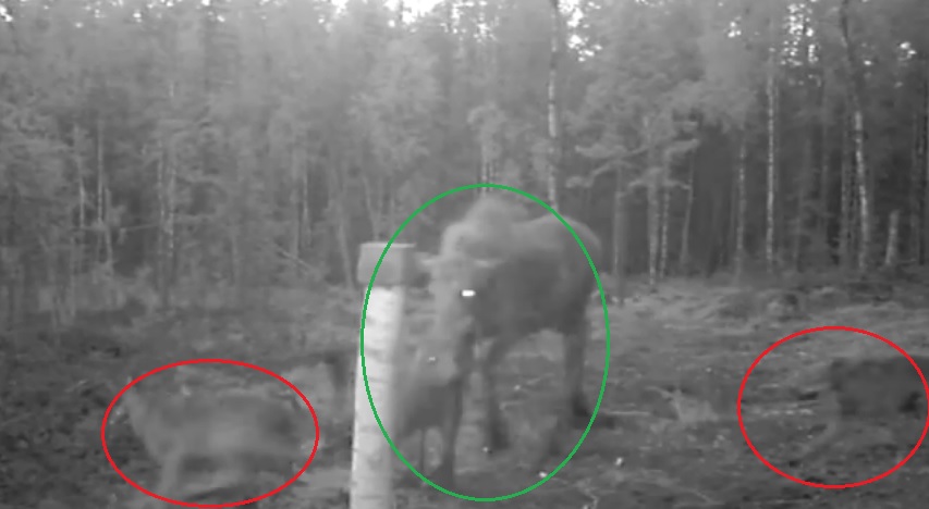 ��ֻҰ��(��Ȧ)Χ��(��Ȧ)��¹ĸ��