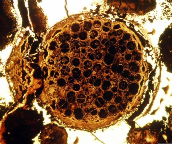 这个巨型球菌属标本中有不断增加的椭圆形结构,也被称为“套娃”,用以类比俄罗斯套娃。研究人员怀疑这些“套娃”可能是其生殖细胞。