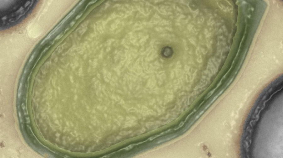 ��������ʽ