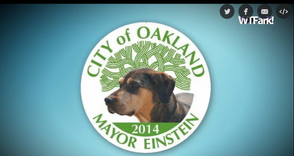 美国猎犬“爱因斯坦”要竞选加州奥克兰市长