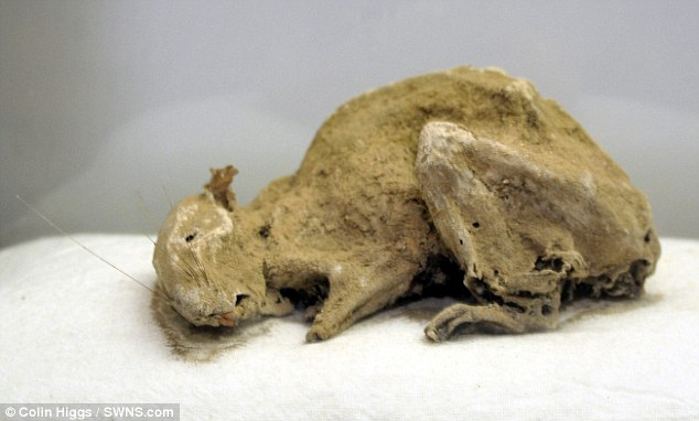 Ӣֶʷ﷢һֻ600ʷʬ