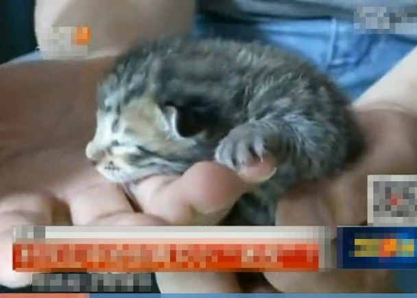 ����������ֻ��С�ϻ��� �����϶�ʵΪҰɽè